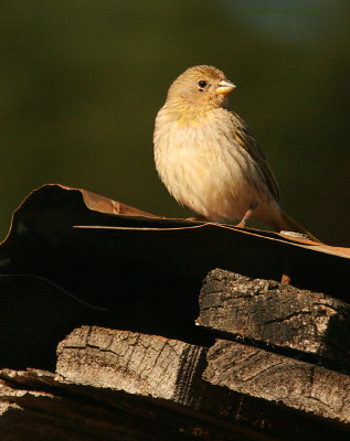 Saffron Finch