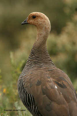 Upland Goose: female