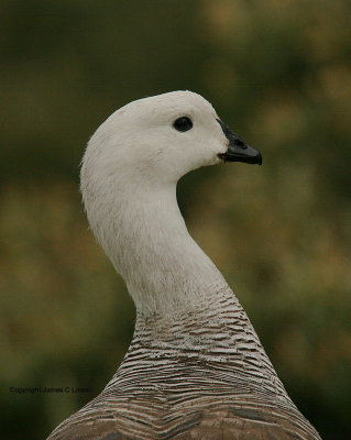 Upland Goose: male