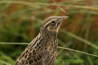 Long-tailed Meadowlark