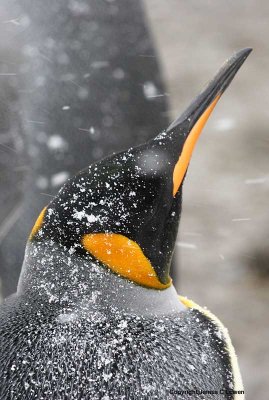 King Penguin in blizzard