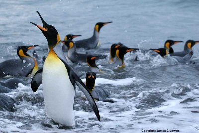 King Penguin calling from shore