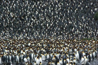 King Penguin colony at St Andrew's Bay