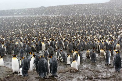 King Penguin colony at Salisbury Plain