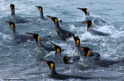 King Penguins on sea