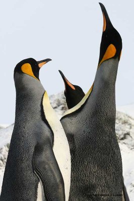 King Penguin territorial display