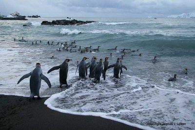 King Penguins departing