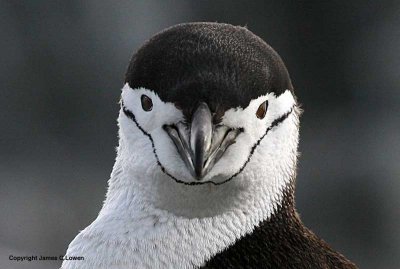 Chinstrap Penguin - head on