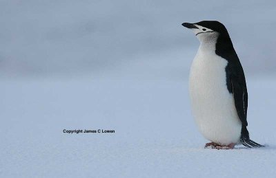 Chinstrap Penguin - 'esperando'