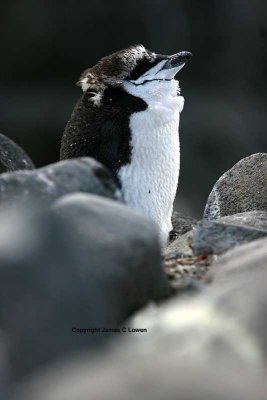 Chinstrap Penguin moulting