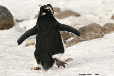 Adelie Penguin departing (1115)