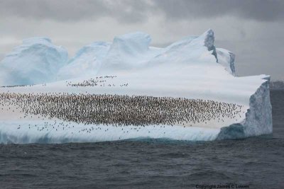 Penguin-strewn iceberg