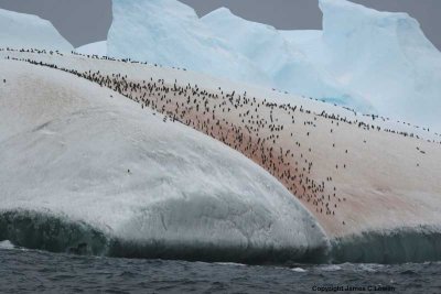 Penguin guano-strewn iceberg