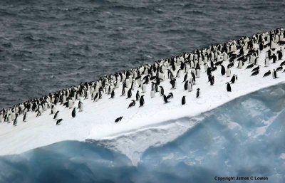 Chinstrap Penguins on iceberg