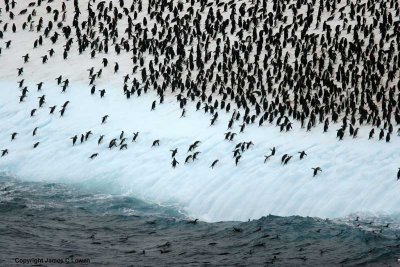 Chinstrap Penguins jumping up iceberg
