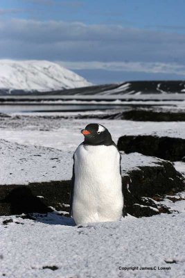 Gentoo Penguin