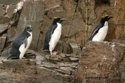 Macaroni Penguin trio on cliff (6472)