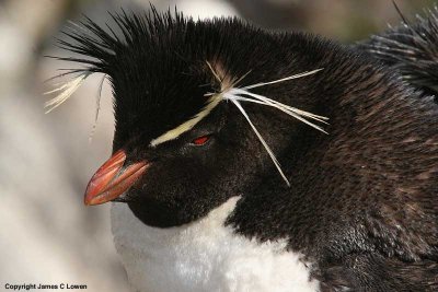Southern Rockhopper Penguin (0708)