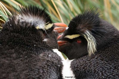 Southern Rockhopper Penguin pair (0997)