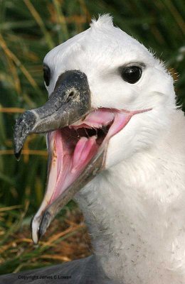 Black-browed Albatross