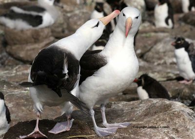 Black-browed Albatross