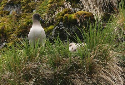 Light-mantled Albatross