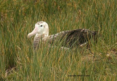 Wandering Albatross: imm