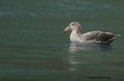 Northern Giant Petrel