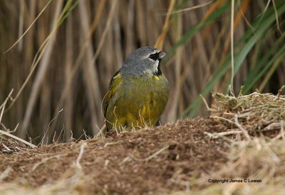 White-bridled Finch