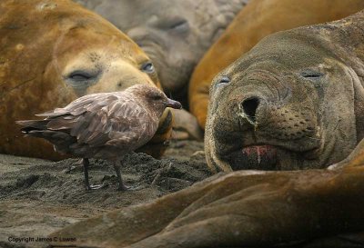 Southern Elephant Seal & Brown Skua