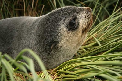 Antarctic Fur Seal, pup