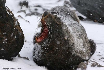 Antarctic Fur Seal