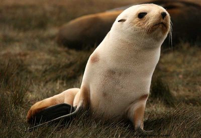 Antarctic Fur Seal, blonde pup