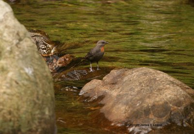 Rufous-throated Dipper