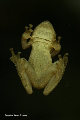 Hypsiboas sp. tree-frog