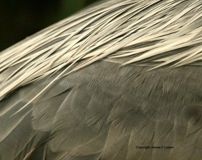 Cocoi heron: scapulars