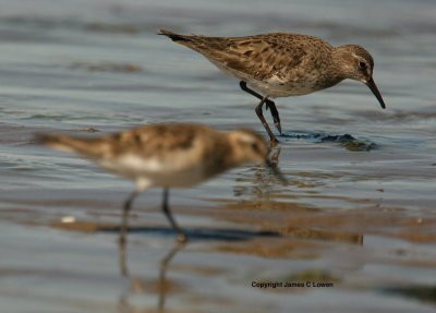 White-rumped and Baird's Sandpipers