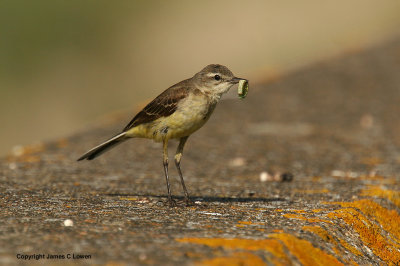 Yellow Wagtail