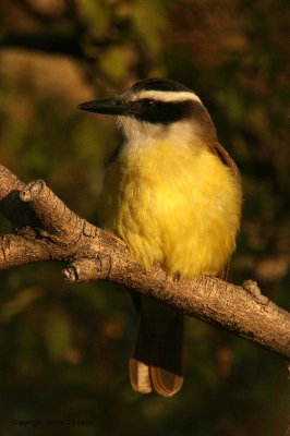 Great Kiskadee