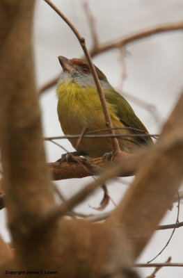 Rufous-browed Peppershrike