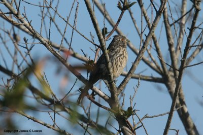 White-tipped Plantcutter