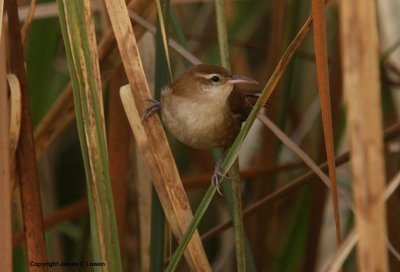 Curve-billed Reedhaunter