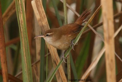 Curve-billed Reedhaunter