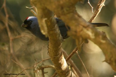 Diademed Tanager