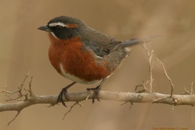 Black-and-rufous Warbling-finch