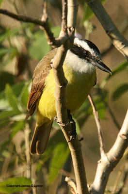 Great Kiskadee