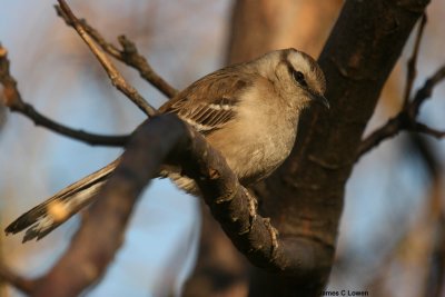 Chalk-browed Mockingbird