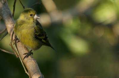 Hooded Siskin