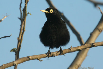 Spectacled Tyrant