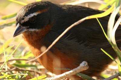 Black-and-rufous Warbling-finch